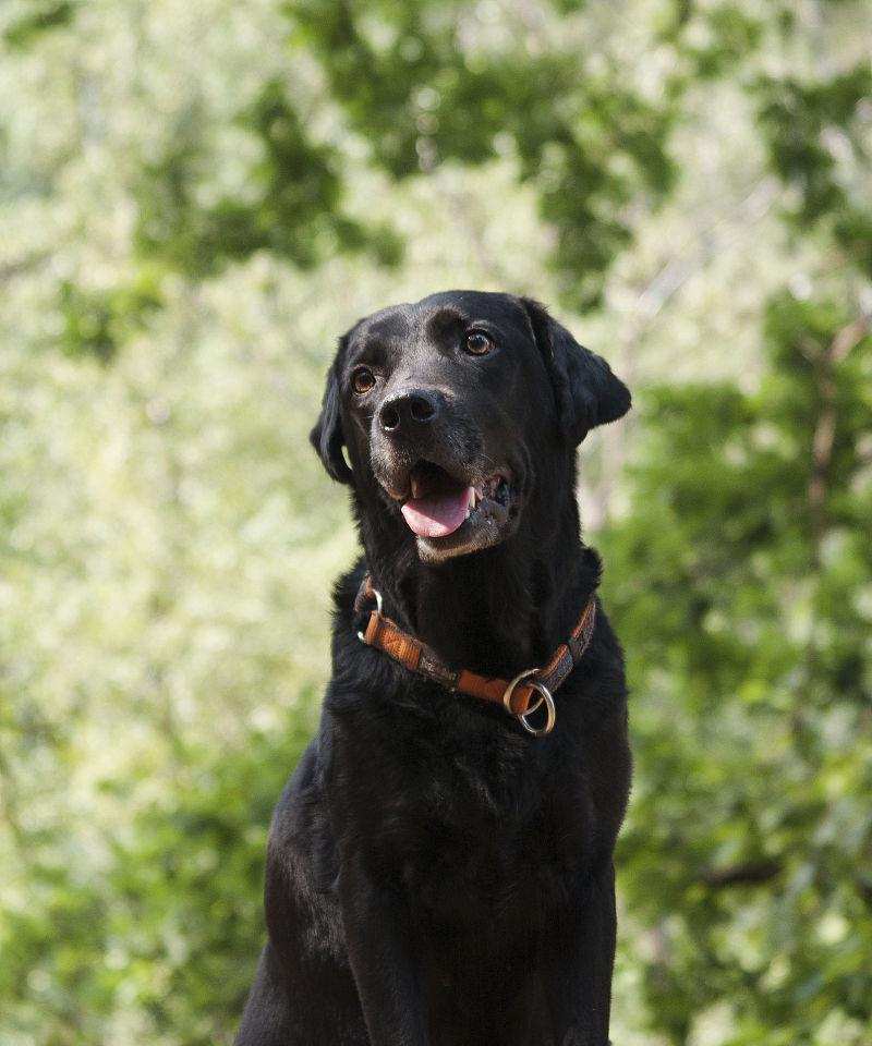 黑狗白胸品种特点与饲养指南｜宠物养护全攻略(图3)