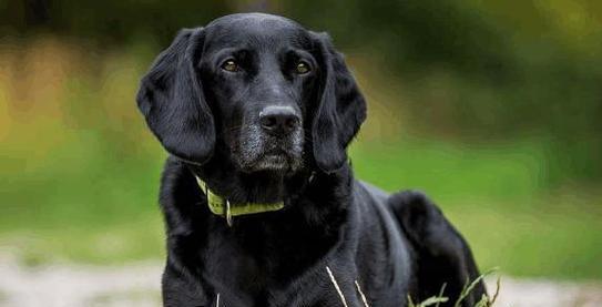 黑狗白胸品种特点与饲养指南｜宠物养护全攻略(图2)