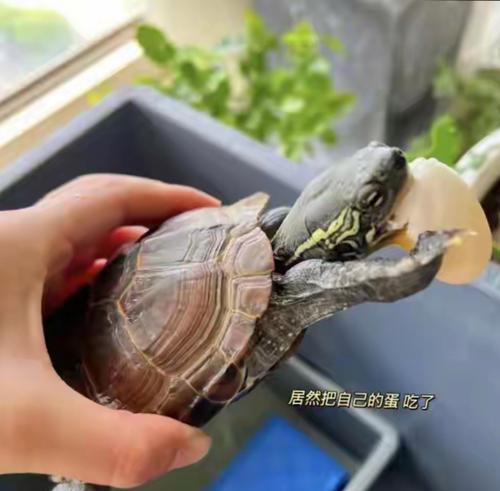 巴西龟生蛋地点与习性全攻略｜探索独特繁殖行为(图1)