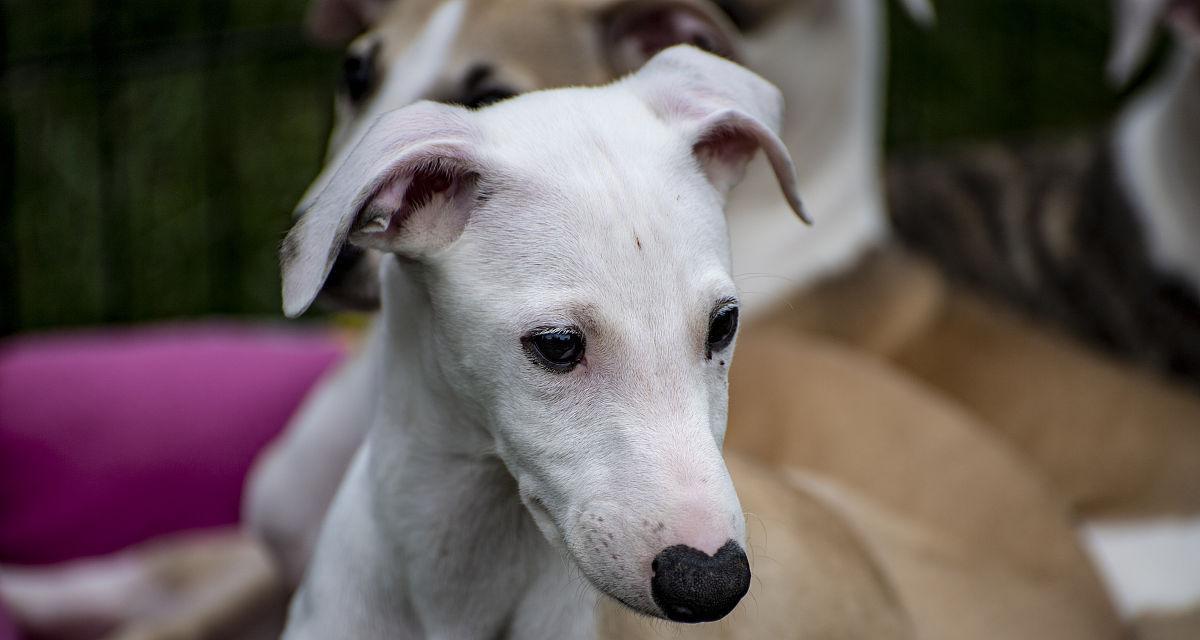 白鼻子狗品种全攻略｜认识可爱又忠诚的伴侣犬