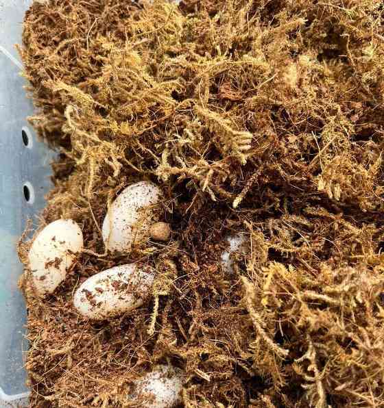 巴西龟生蛋地点与习性全攻略｜探索独特繁殖行为(图2)