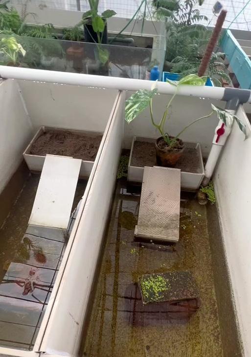 巴西龟生蛋地点与习性全攻略｜探索独特繁殖行为(图3)