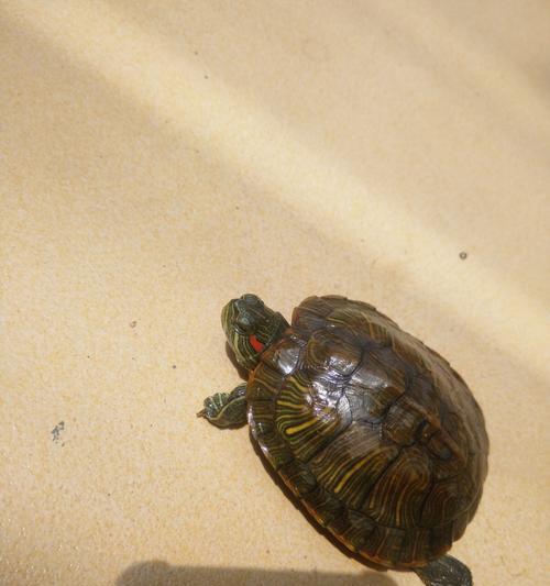 极小乌龟饮食全攻略｜揭秘奇特进食习性(图3)