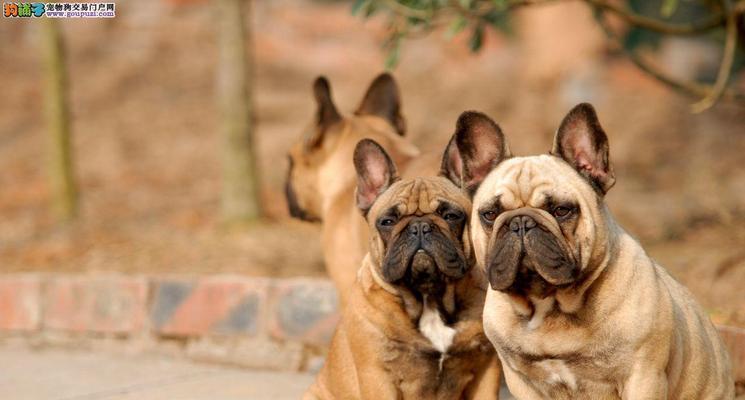 英牛犬价格分析|市场行情与选购指南全攻略(图3) 英牛犬价格分析|市场行情与选购指南全攻略(图3)