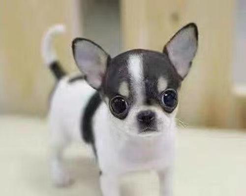 如何选择适合的小型狗狗品种｜养宠实用指南(图3)