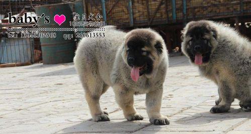 高加索地区防疫针接种全攻略｜影响因素与改善策略