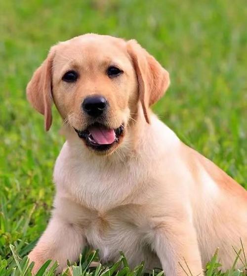 如何选择适合的小型狗狗品种｜养宠实用指南(图1)