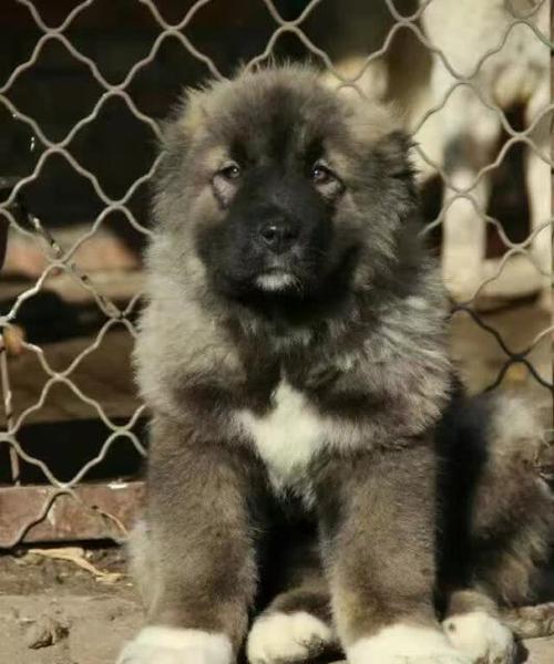 高加索地区防疫针接种全攻略｜影响因素与改善策略(图2)