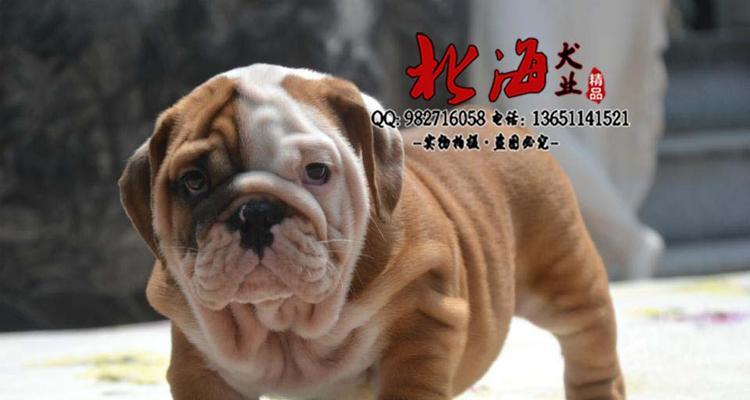 英牛犬价格分析｜市场行情与选购指南全攻略