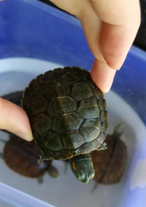 极小乌龟饮食全攻略｜揭秘奇特进食习性(图2)