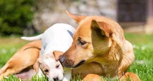 狗狗产后饮食需求全攻略｜科学喂养助力宝宝健康成长(图2)