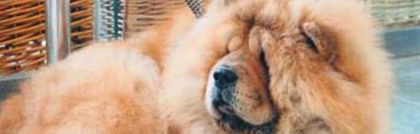 松狮毛发质量差的原因及改善方案｜实用指南(图2)