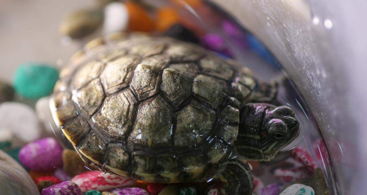 极小乌龟饮食全攻略｜揭秘奇特进食习性