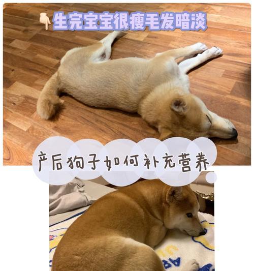 狗狗产后饮食需求全攻略｜科学喂养助力宝宝健康成长(图3)