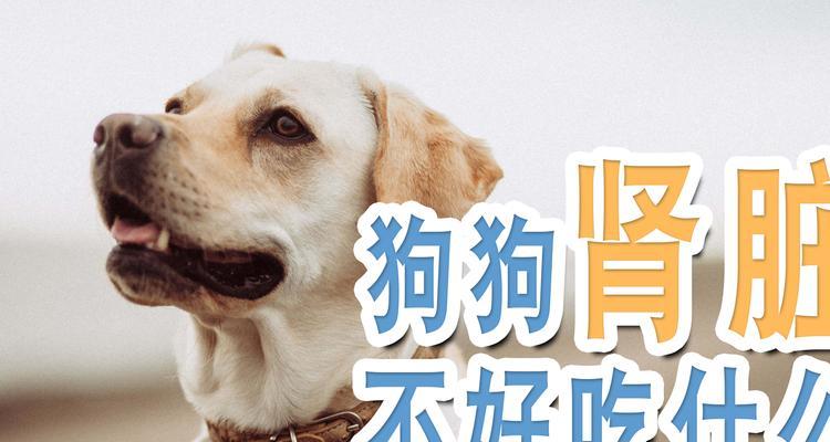 狗狗产后饮食需求全攻略｜科学喂养助力宝宝健康成长