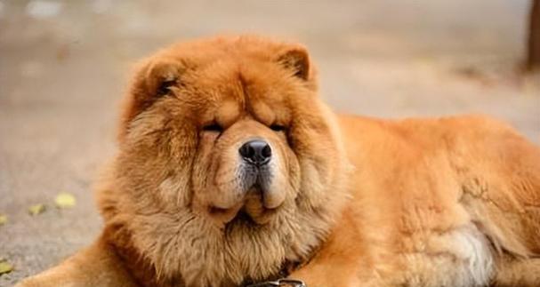 松狮毛发质量差的原因及改善方案｜实用指南(图3)