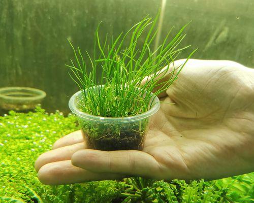 水质对水草生长的影响｜关键因素与养护技巧全攻略(图2)