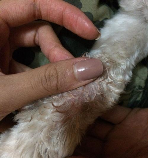 小狗食欲不振的原因及应对措施|宠物健康实用指南(图2) 小狗食欲不振的原因及应对措施|宠物健康实用指南(图2)