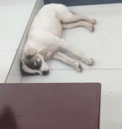 小狗食欲不振的原因及应对措施|宠物健康实用指南(图3) 小狗食欲不振的原因及应对措施|宠物健康实用指南(图3)