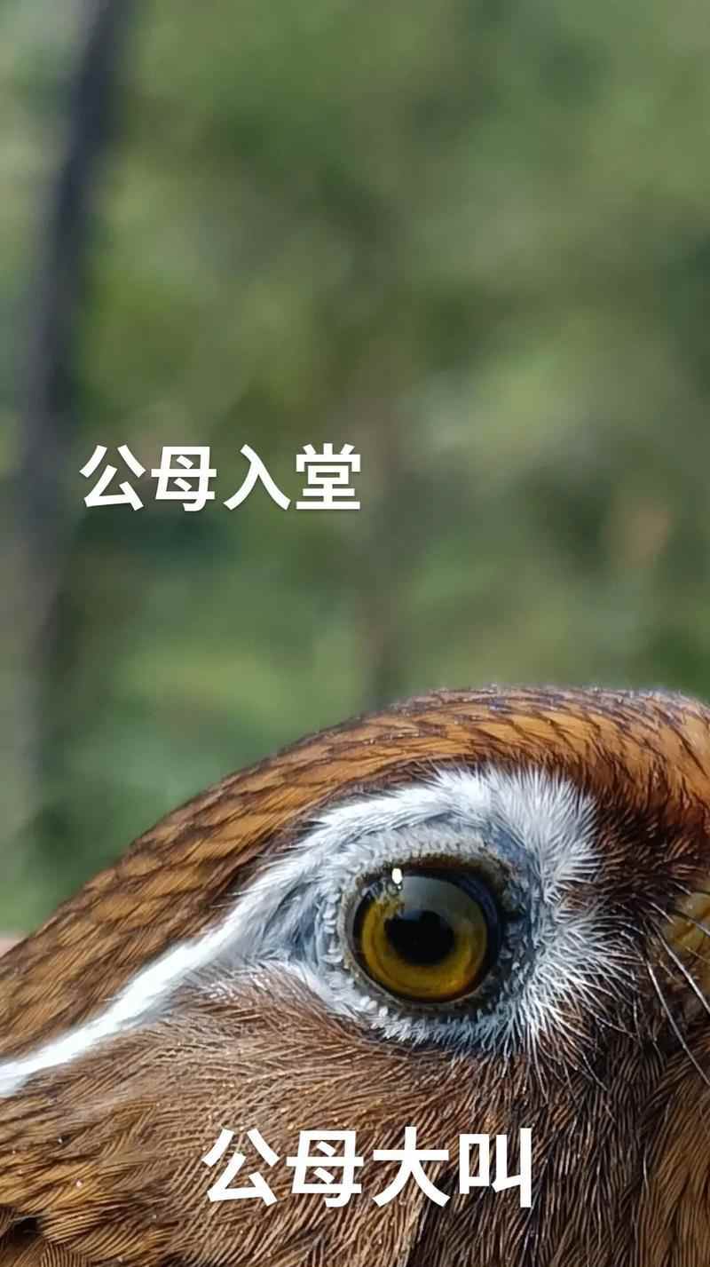 画眉鸟主要食物全攻略｜揭秘其饮食习惯与生态重要性(图2)