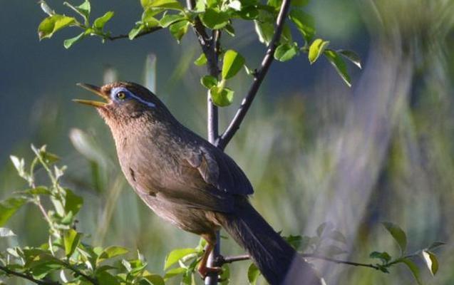 画眉鸟主要食物全攻略｜揭秘其饮食习惯与生态重要性(图1)