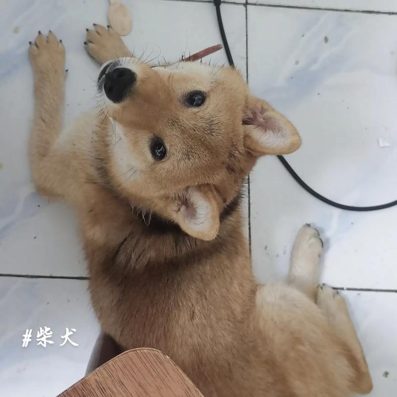 小狗食欲不振的原因及应对措施|宠物健康实用指南(图1) 小狗食欲不振的原因及应对措施|宠物健康实用指南(图1)