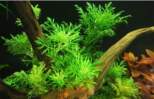 水质对水草生长的影响｜关键因素与养护技巧全攻略(图1)
