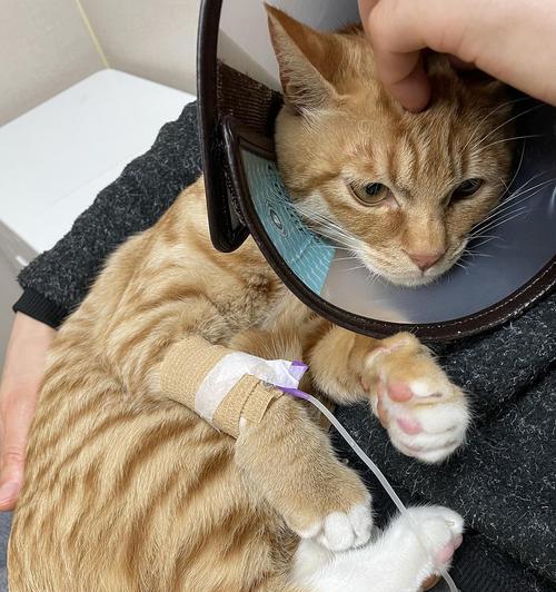 猫咪断粮应急指南|必备物品与应对措施全攻略(图1) 猫咪断粮应急指南|必备物品与应对措施全攻略(图1)