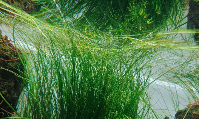 水质对水草生长的影响｜关键因素与养护技巧全攻略(图3)