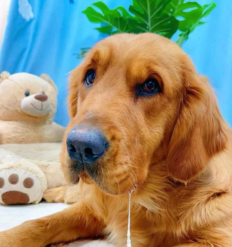 小狗狗补钙吃什么最好｜宝贝犬成长关键营养指南(图3)