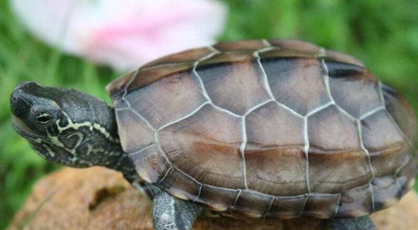 探秘乌龟的奇妙世界｜乌龟品种与特性全攻略(图3)