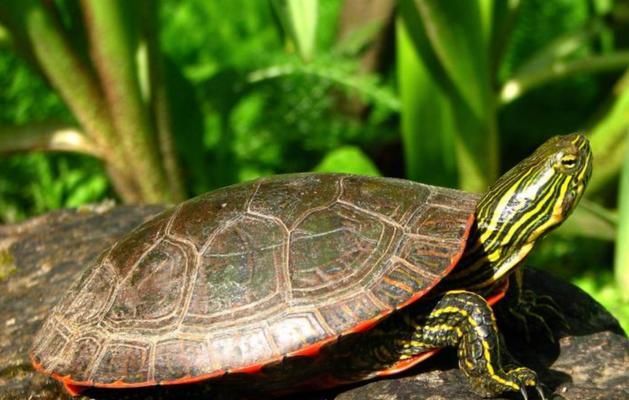 探秘乌龟的奇妙世界｜乌龟品种与特性全攻略