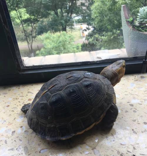 探秘乌龟的奇妙世界｜乌龟品种与特性全攻略(图2)