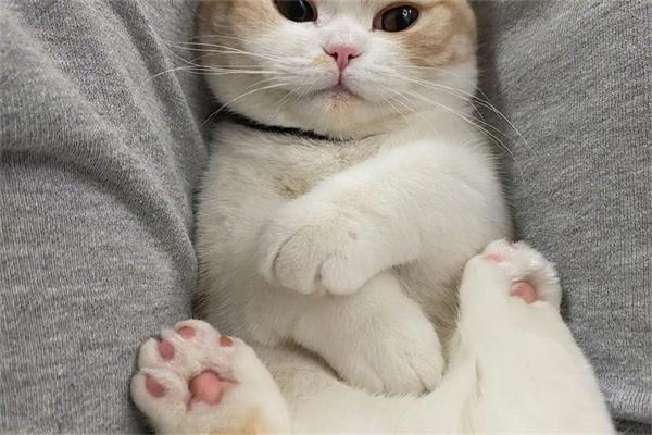 如何让犬猫安静过夜？实用指南全攻略(图2)