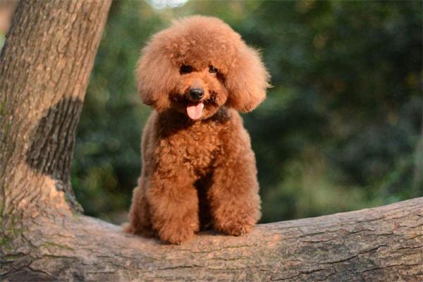 宠物狗的基本训练有哪些? 宠物狗基础训练全攻略|坐下握手跟从定点大小便(图1)