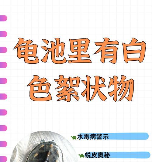 乌龟水质控制全攻略｜保持健康生活环境