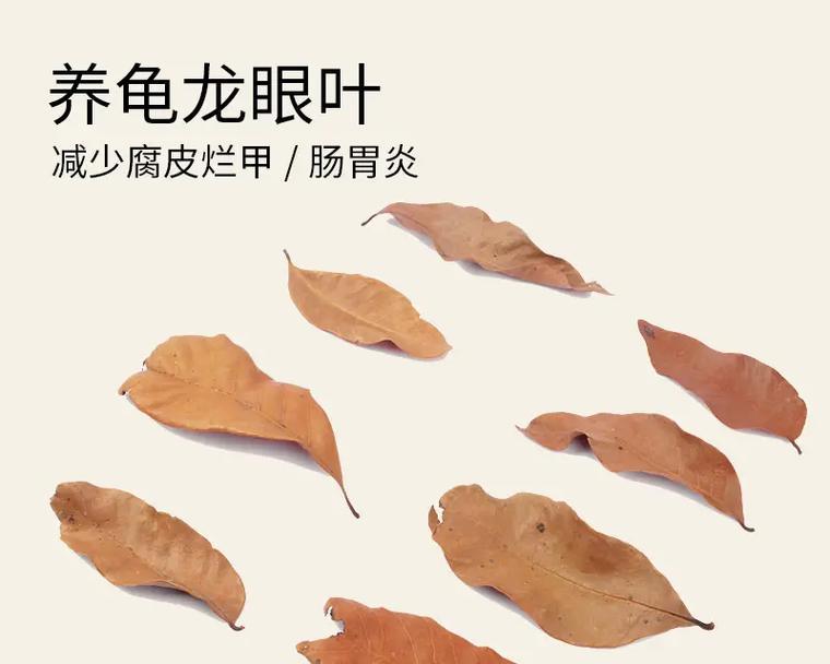 乌龟水质控制全攻略｜保持健康生活环境(图2)