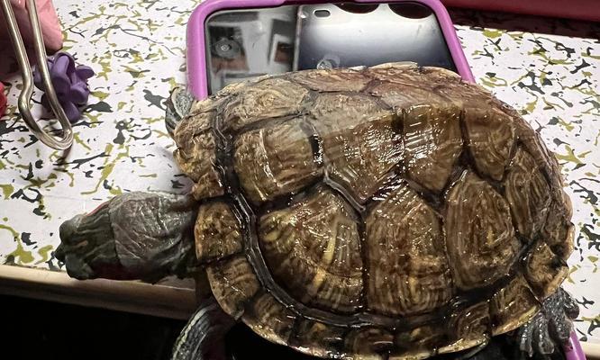 乌龟水质控制全攻略｜保持健康生活环境(图3)