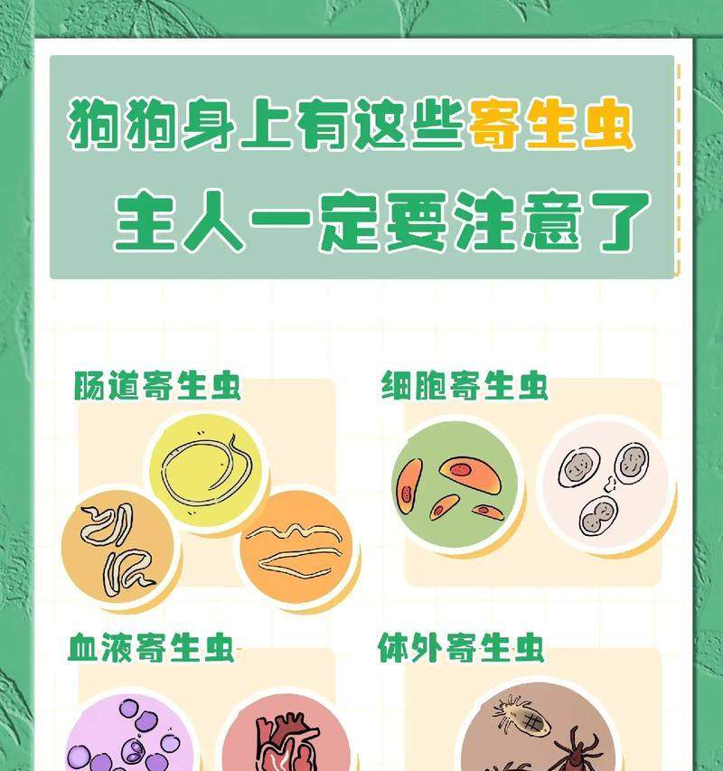 春天养狗注意事项｜科学养护全攻略(图2)