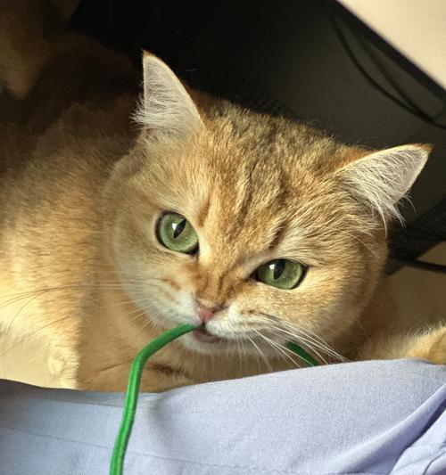 春天养狗注意事项｜科学养护全攻略(图3)