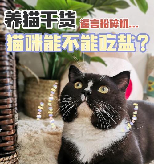 小猫何时能吃盐?|科学喂养实用指南(图2) 小猫何时能吃盐?|科学喂养实用指南(图2)
