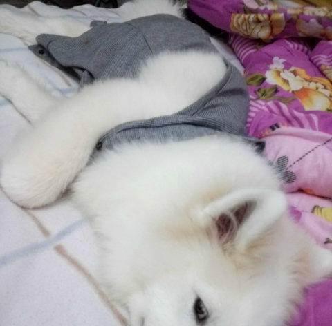 萨摩耶七个月喝水指南｜科学饮水方式全攻略