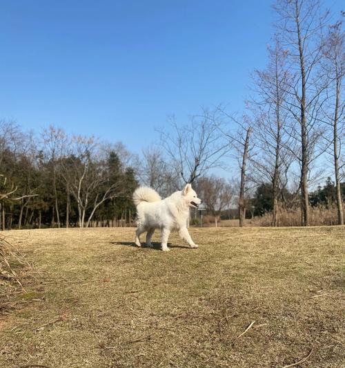 萨摩耶七个月喝水指南｜科学饮水方式全攻略(图2)