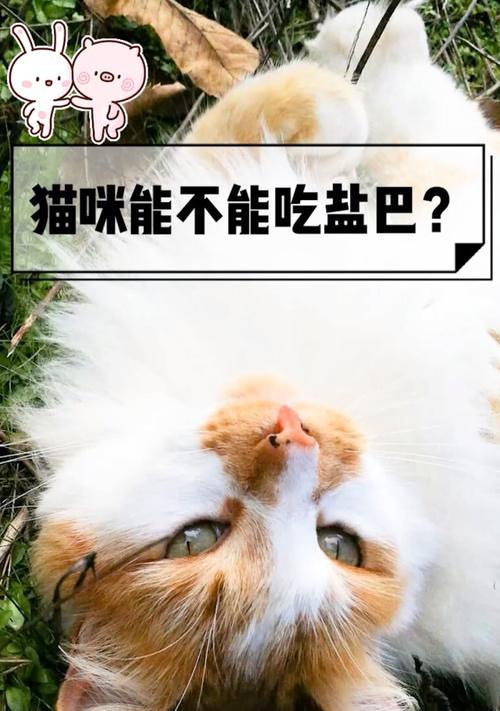 小猫何时能吃盐?|科学喂养实用指南(图1) 小猫何时能吃盐?|科学喂养实用指南(图1)