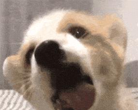 小狗舔尿原因全攻略｜理解与应对指南(图2)