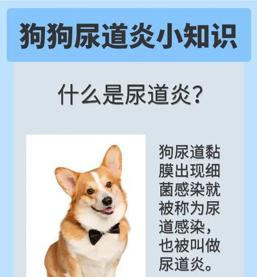 小狗舔尿原因全攻略｜理解与应对指南(图1)