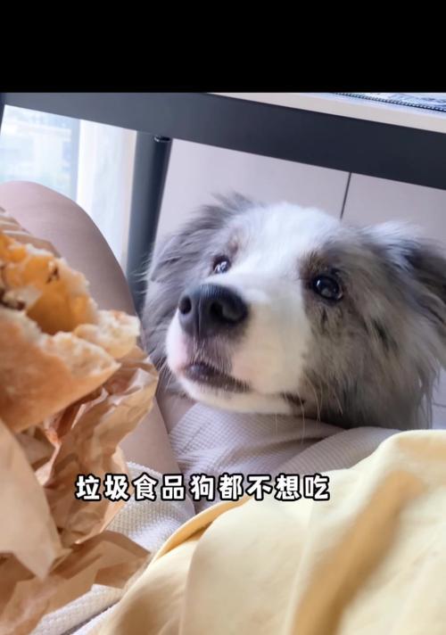 狗为何不能吃人？｜深度解析狗与人类的亲密关系(图2)