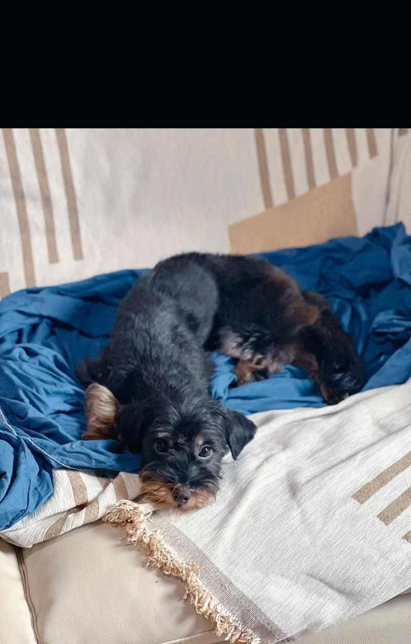 小狗舔尿原因全攻略｜理解与应对指南(图3)