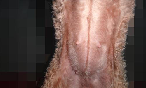 狗怀孕40天饮食搭配指南｜科学营养助力健康成长(图2)