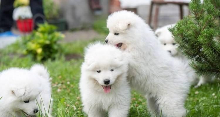 萨摩耶幼犬疫苗接种指南｜全生命周期免疫计划(图3)